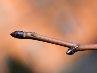 Davidia involucrata - davidie listenová - pupen